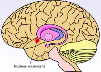 Brain imaging study sheds light on the neural mechanisms underlying romantic relationship maintenance